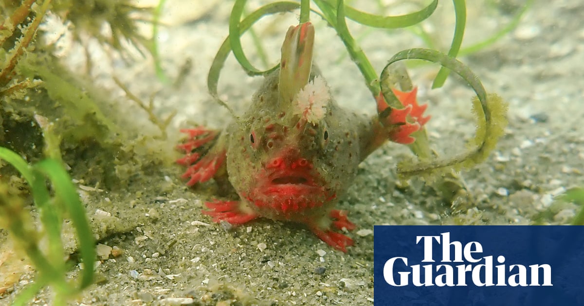 Labor has adopted its own ‘nature positive’ approach to the environment. But is it just a ‘snazzy slogan’? | Environment