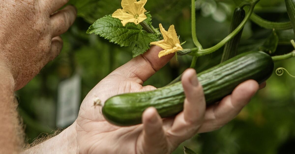 Most ‘common’ blunders gardeners make when expanding a vegetable backyard